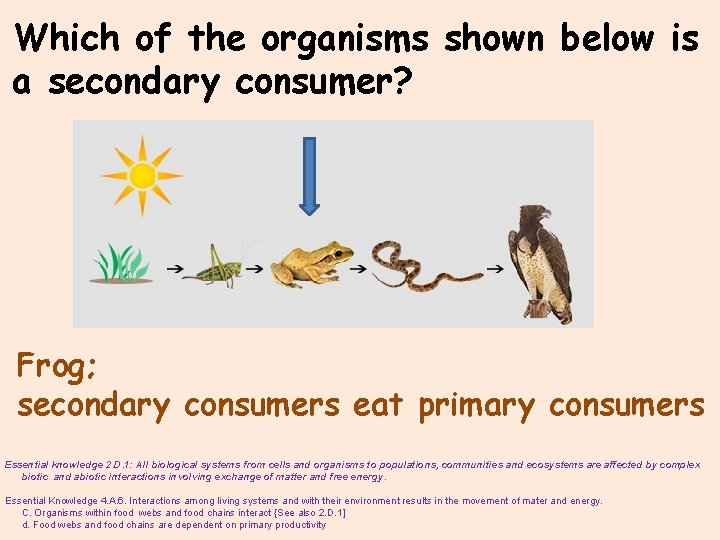 Which of the organisms shown below is a secondary consumer? Frog; secondary consumers eat