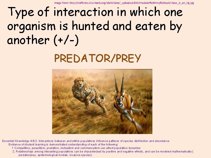 Image from: http: //staffsites. slcschools. org/rdahl/data/_uploaded/8 th/Predator%20 Prey%20 Lab/chase_is_on_lrg. jpg Type of interaction in