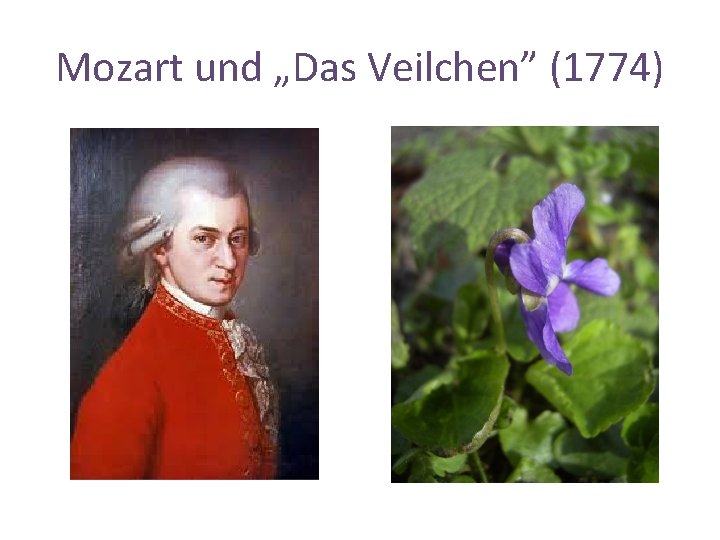 Mozart und „Das Veilchen” (1774) 