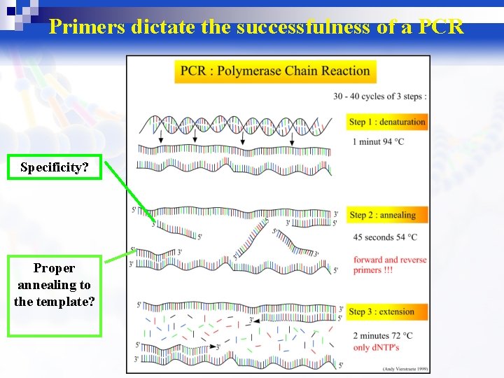 Primers dictate the successfulness of a PCR Specificity? Proper annealing to the template? 
