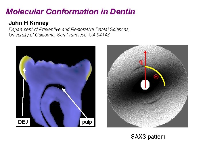 Molecular Conformation in Dentin John H Kinney Department of Preventive and Restorative Dental Sciences,