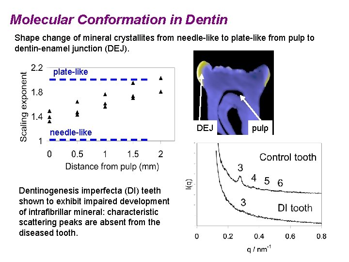 Molecular Conformation in Dentin Shape change of mineral crystallites from needle-like to plate-like from