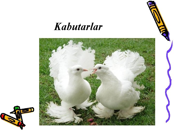 Kabutarlar 