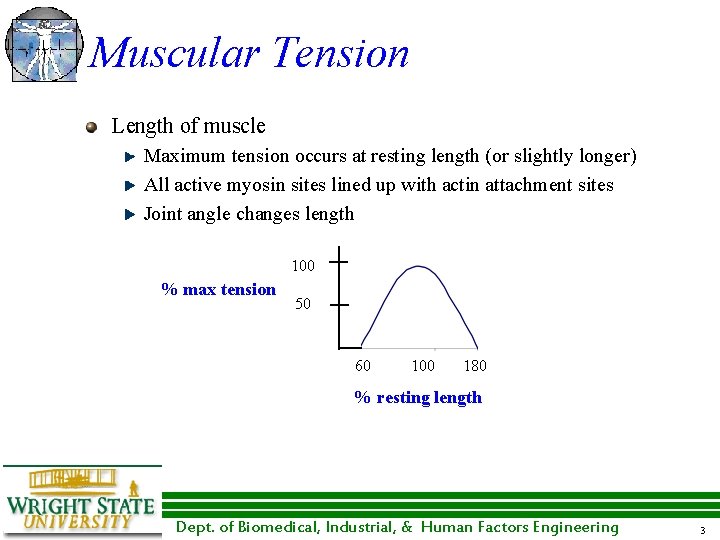 Muscular Tension Length of muscle Maximum tension occurs at resting length (or slightly longer)