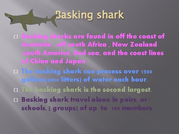Basking shark � � Basking sharks are found in off the coast of Australia