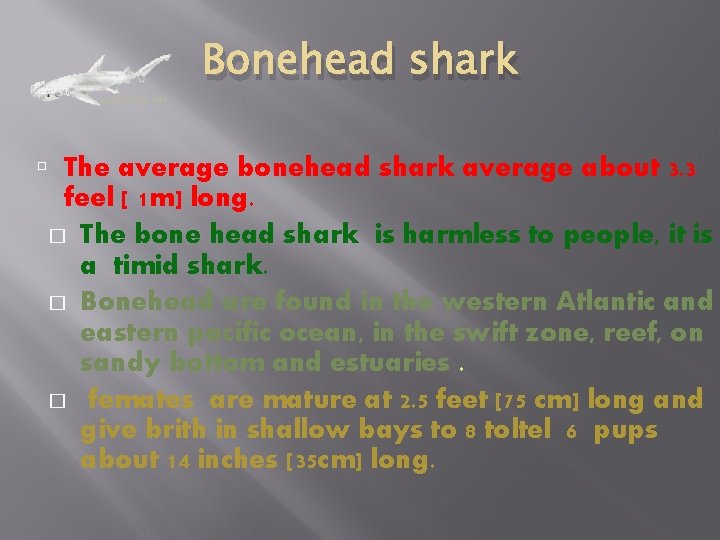 Bonehead shark The average bonehead shark average about 3. 3 feel [ 1 m]