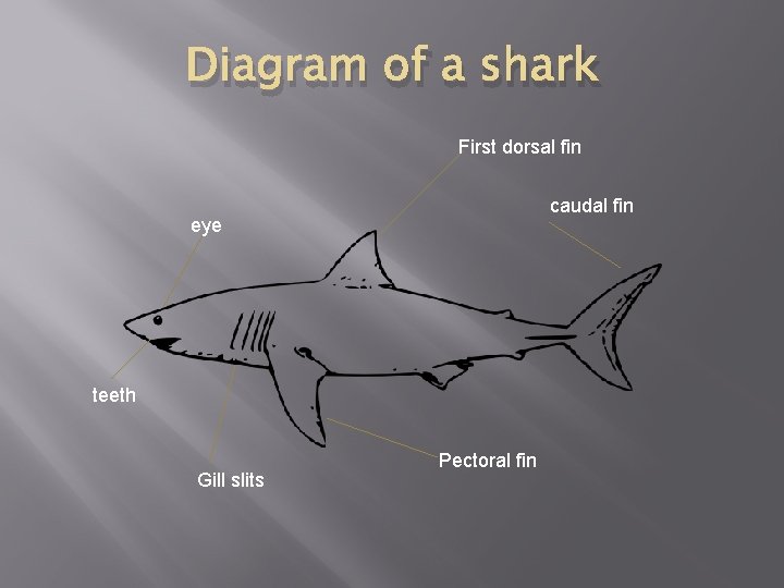 Diagram of a shark First dorsal fin caudal fin eye teeth Gill slits Pectoral