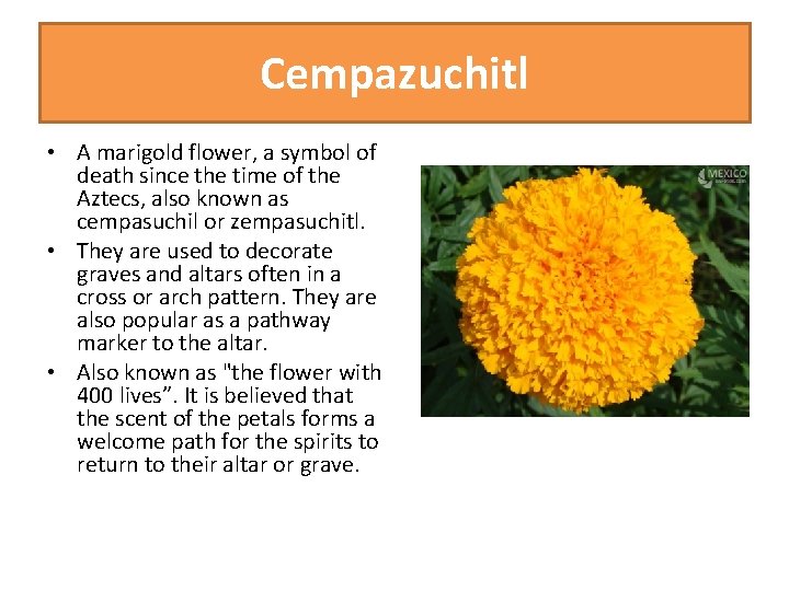 Cempazuchitl • A marigold flower, a symbol of death since the time of the