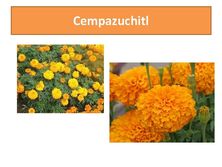 Cempazuchitl 