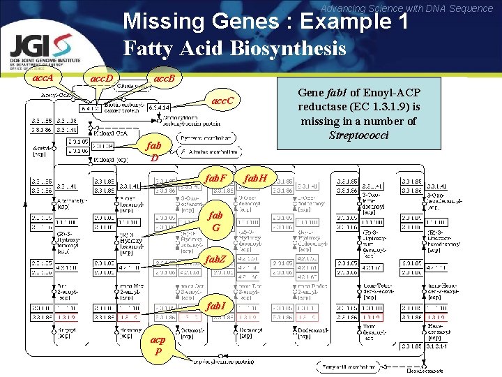 Advancing Science with DNA Sequence Missing Genes : Example 1 Fatty Acid Biosynthesis acc.