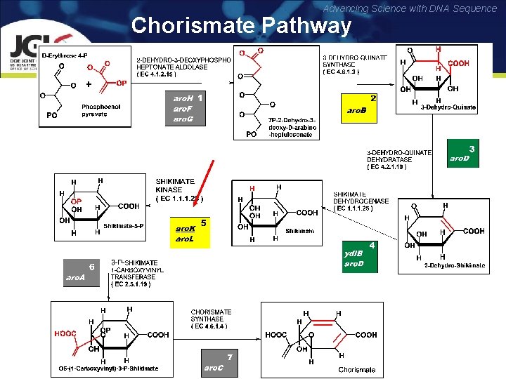 Advancing Science with DNA Sequence Chorismate Pathway 