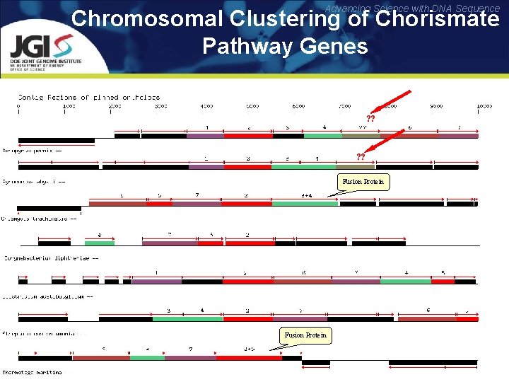Advancing Science with DNA Sequence Chromosomal Clustering of Chorismate Pathway Genes ? ? Fusion