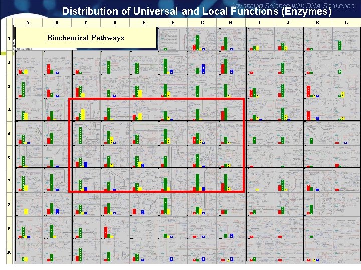 Advancing Science with DNA Sequence Distribution of Universal and Local Functions (Enzymes) A B
