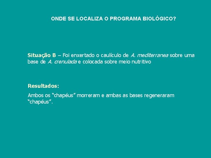 ONDE SE LOCALIZA O PROGRAMA BIOLÓGICO? Situação B – Foi enxertado o caulículo de