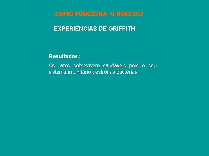 COMO FUNCIONA O NÚCLEO? EXPERIÊNCIAS DE GRIFFITH Resultados: Os ratos sobrevivem saudáveis pois o