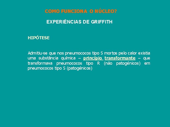 COMO FUNCIONA O NÚCLEO? EXPERIÊNCIAS DE GRIFFITH HIPÓTESE Admitiu-se que nos pneumococos tipo S