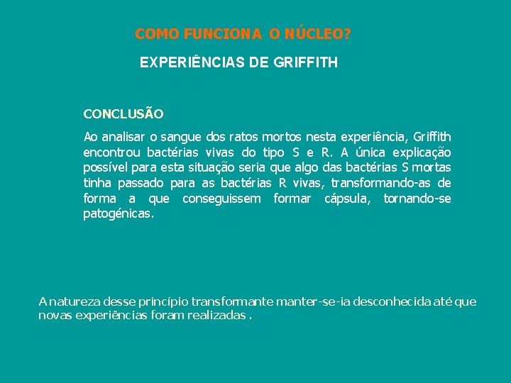 COMO FUNCIONA O NÚCLEO? EXPERIÊNCIAS DE GRIFFITH CONCLUSÃO Ao analisar o sangue dos ratos