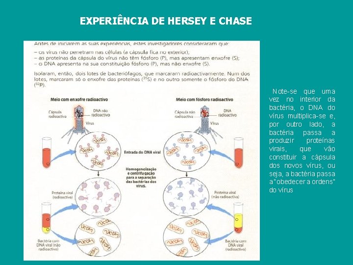 EXPERIÊNCIA DE HERSEY E CHASE Note-se que uma vez no interior da bactéria, o