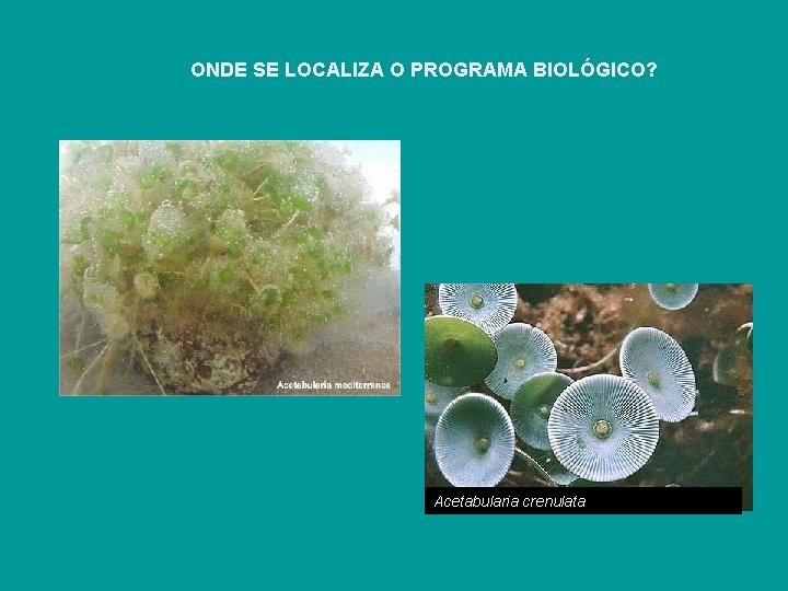 ONDE SE LOCALIZA O PROGRAMA BIOLÓGICO? Acetabularia crenulata 