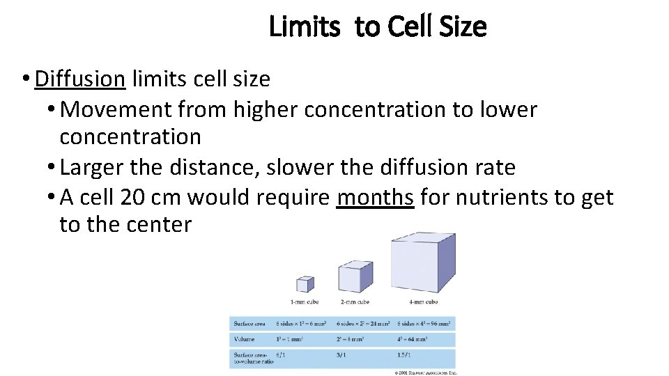 Limits to Cell Size • Diffusion limits cell size • Movement from higher concentration