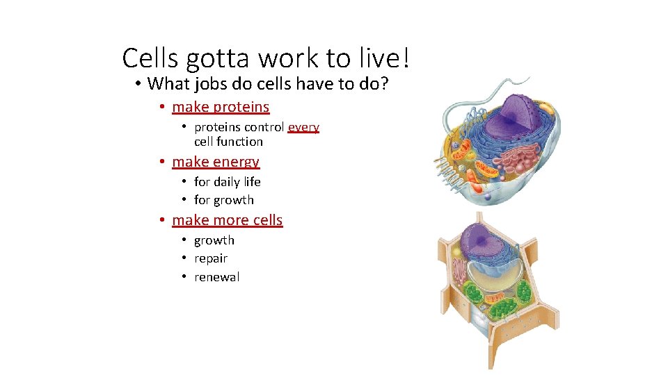 Cells gotta work to live! • What jobs do cells have to do? •