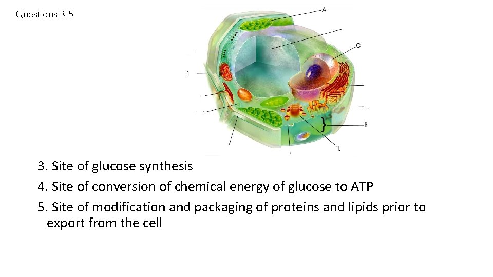 Questions 3 -5 3. Site of glucose synthesis 4. Site of conversion of chemical