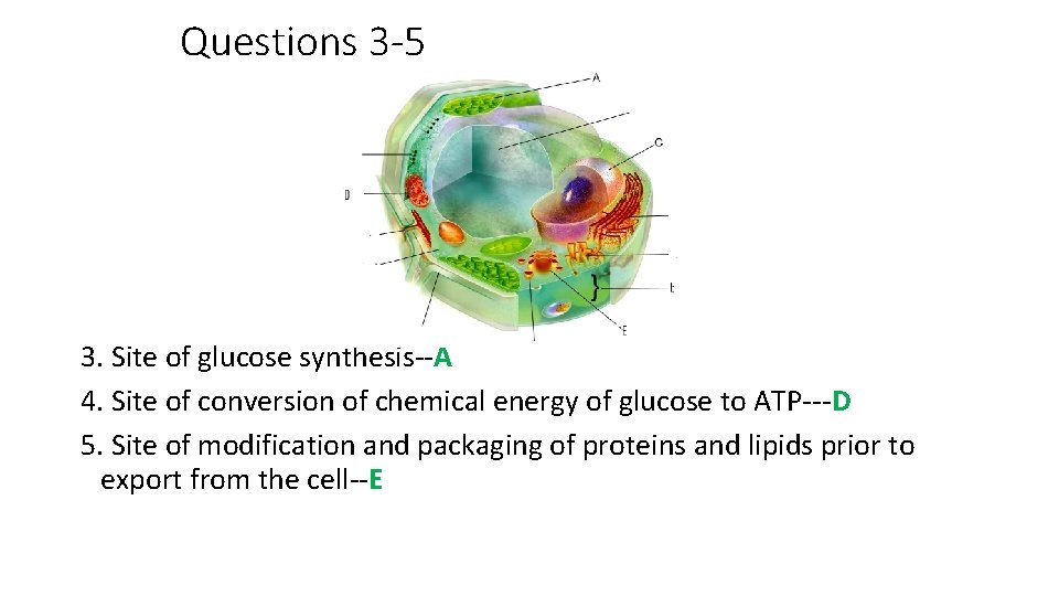 Questions 3 -5 3. Site of glucose synthesis--A 4. Site of conversion of chemical