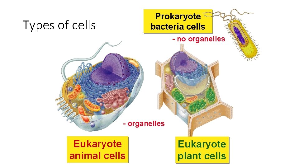 Prokaryote bacteria cells Types of cells - no organelles - organelles Eukaryote animal cells