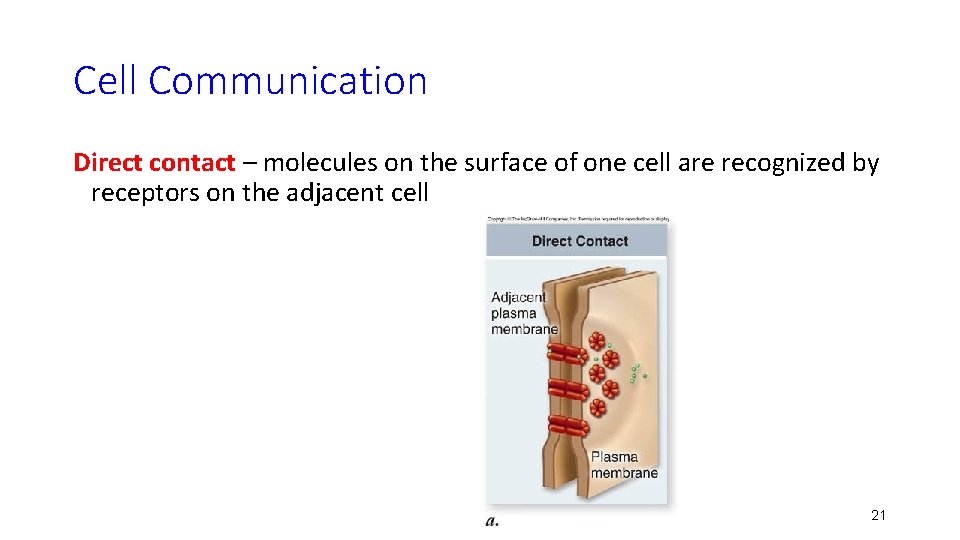 Cell Communication Direct contact – molecules on the surface of one cell are recognized