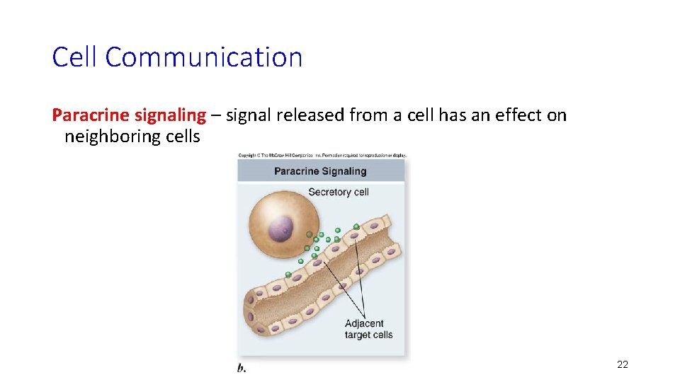 Cell Communication Paracrine signaling – signal released from a cell has an effect on