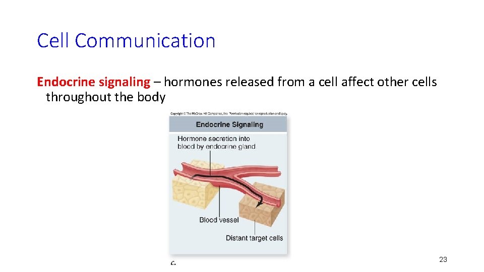 Cell Communication Endocrine signaling – hormones released from a cell affect other cells throughout