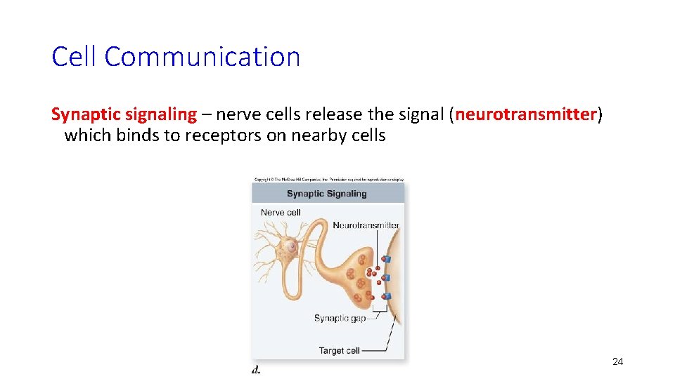 Cell Communication Synaptic signaling – nerve cells release the signal (neurotransmitter) which binds to