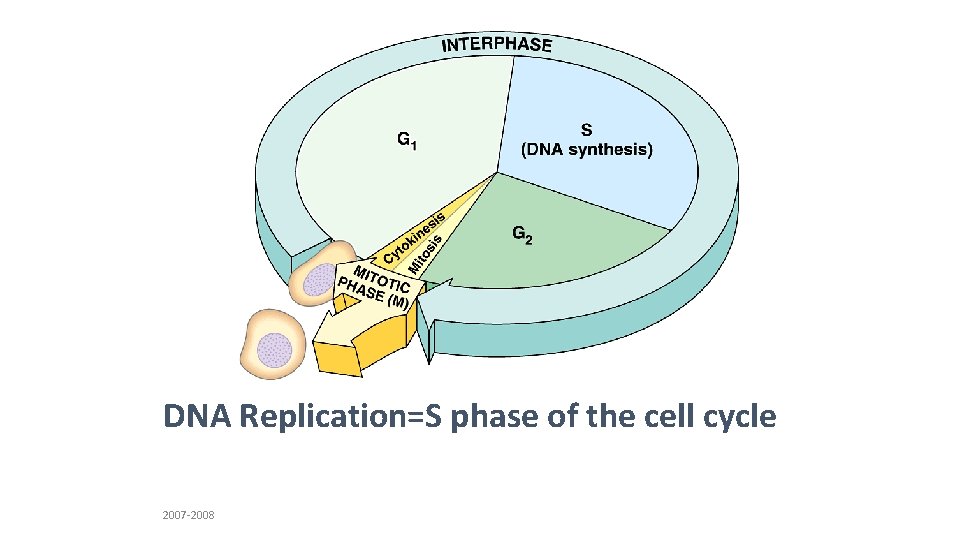 DNA Replication=S phase of the cell cycle 2007 -2008 