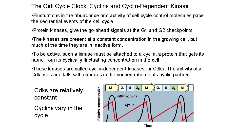 The Cell Cycle Clock: Cyclins and Cyclin-Dependent Kinase • Fluctuations in the abundance and