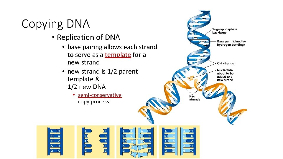 Copying DNA • Replication of DNA • base pairing allows each strand to serve