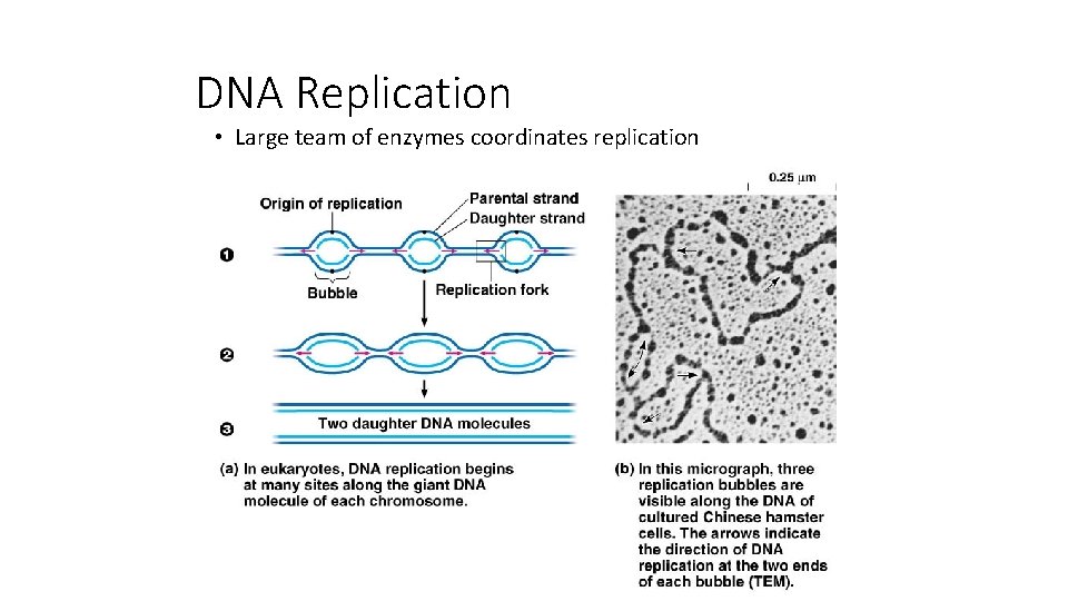 DNA Replication • Large team of enzymes coordinates replication 