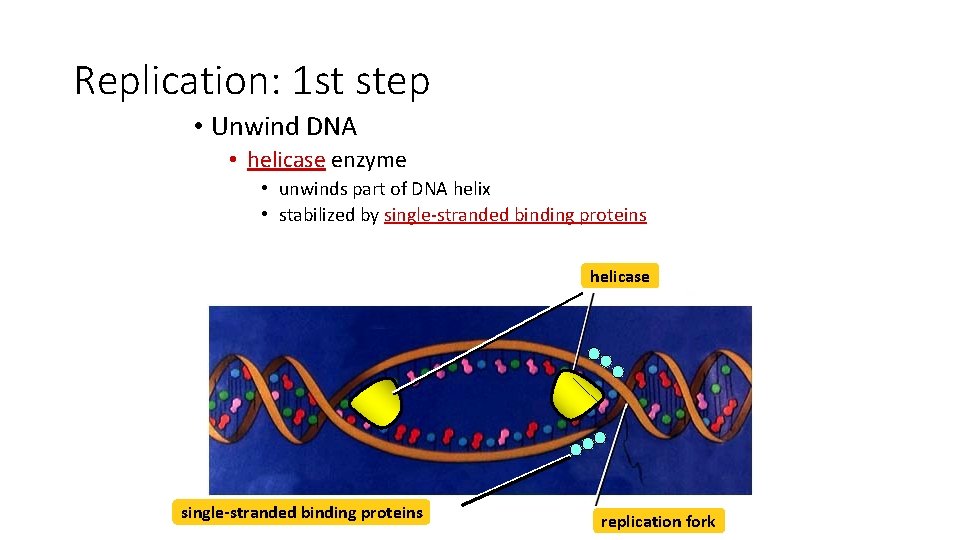 Replication: 1 st step • Unwind DNA • helicase enzyme • unwinds part of