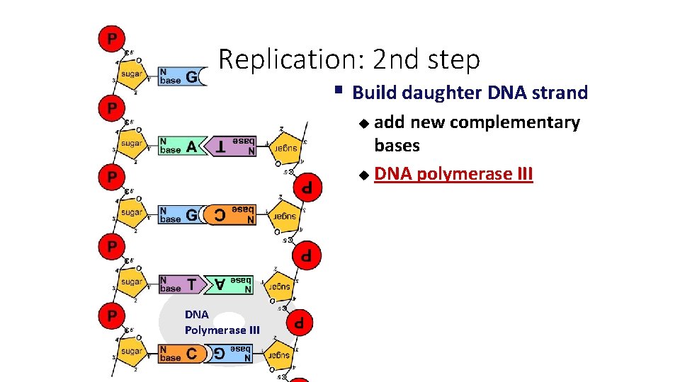 Replication: 2 nd step § Build daughter DNA strand add new complementary bases u