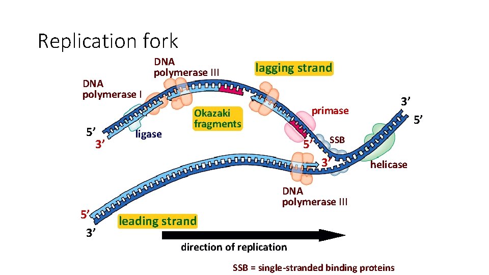 Replication fork DNA polymerase I 5’ 3’ DNA polymerase III ligase lagging strand primase