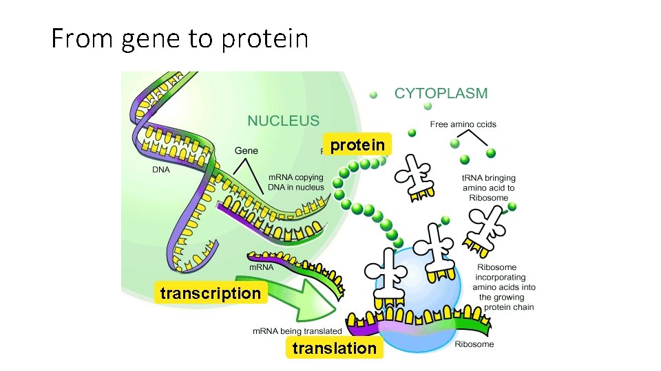 From gene to protein transcription translation 
