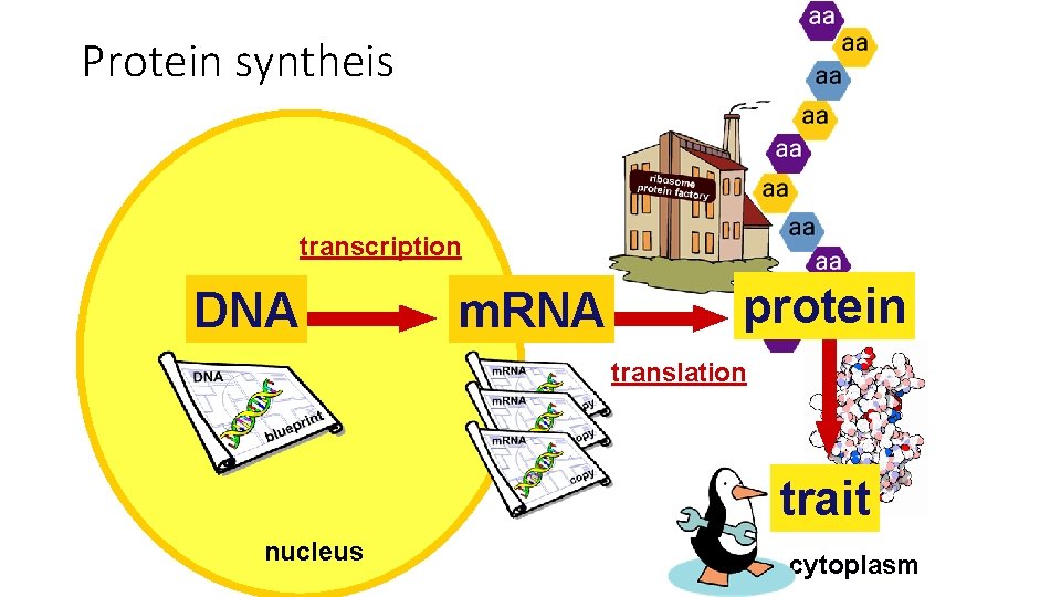 Protein syntheis transcription DNA m. RNA protein translation trait nucleus cytoplasm 
