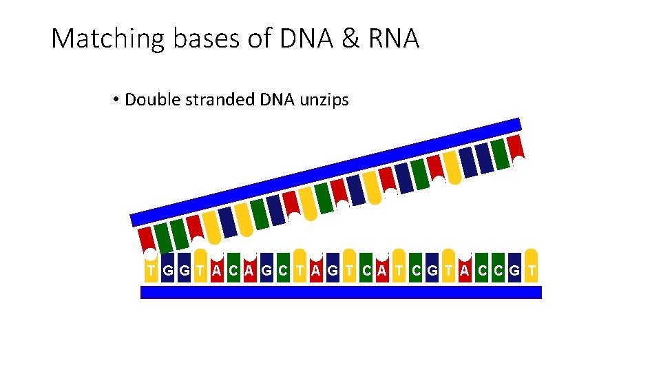 Matching bases of DNA & RNA • Double stranded DNA unzips T G G
