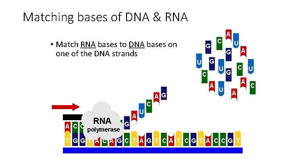 Matching bases of DNA & RNA A • Match RNA bases to DNA bases
