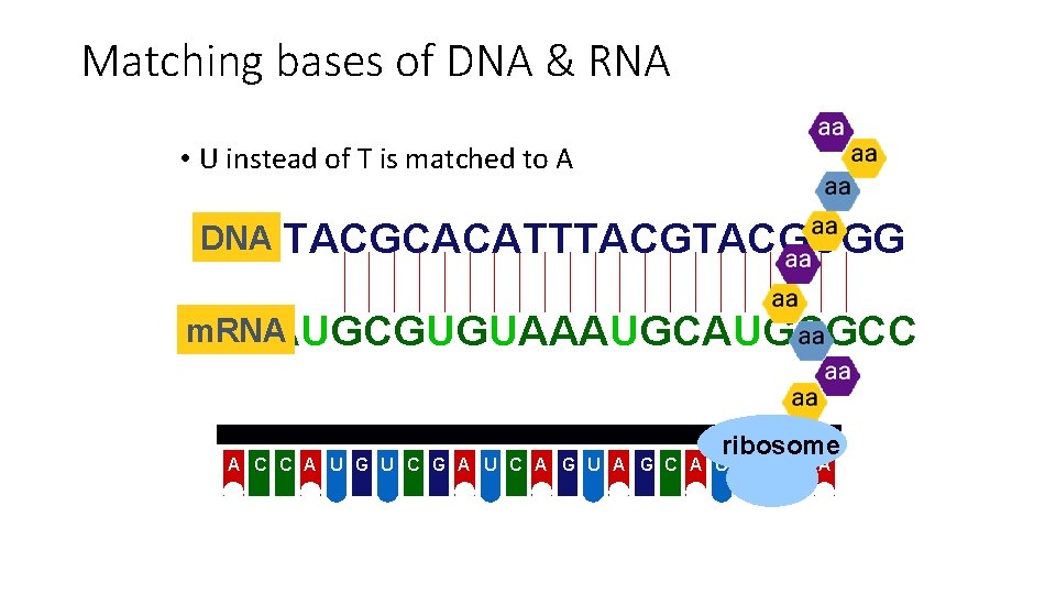 Matching bases of DNA & RNA • U instead of T is matched to