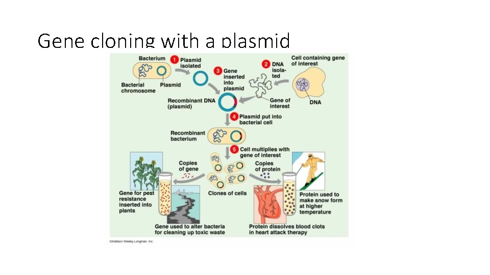 Gene cloning with a plasmid 