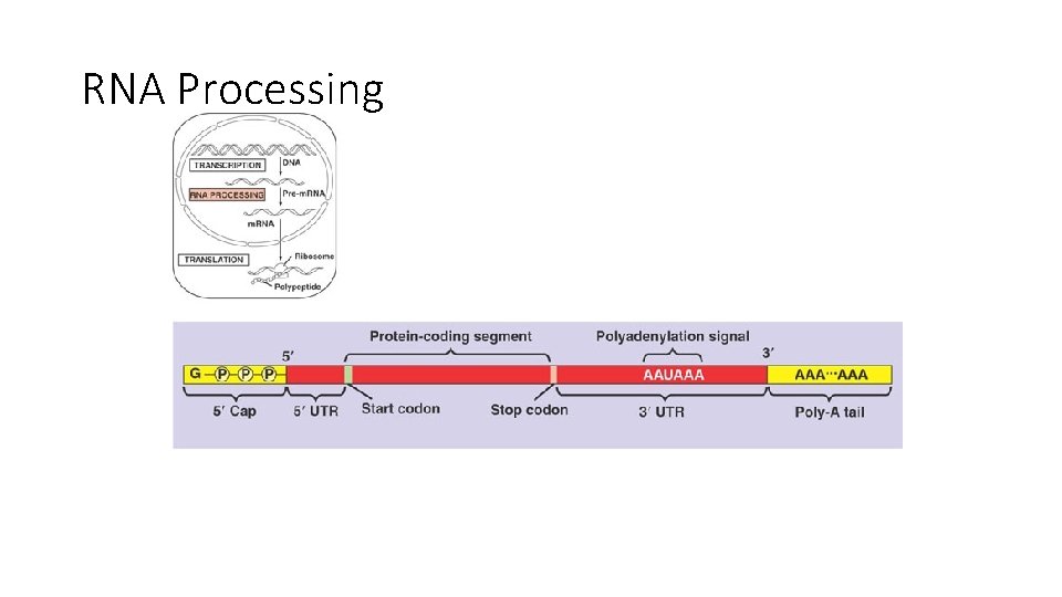 RNA Processing 