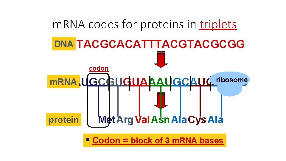 m. RNA codes for proteins in triplets DNA TACGCACATTTACGCGG codon ribosome m. RNA AUGCGUGUAAAUGCGCC