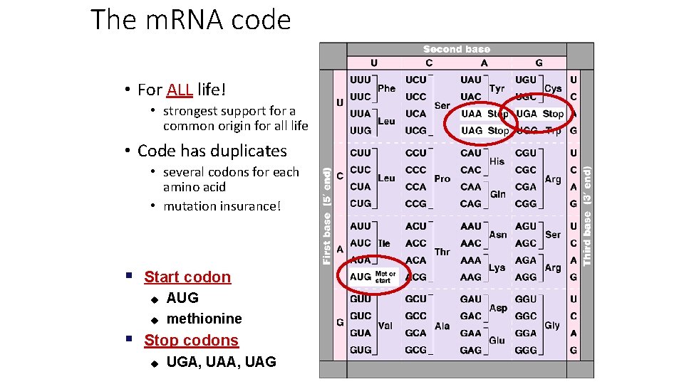 The m. RNA code • For ALL life! • strongest support for a common
