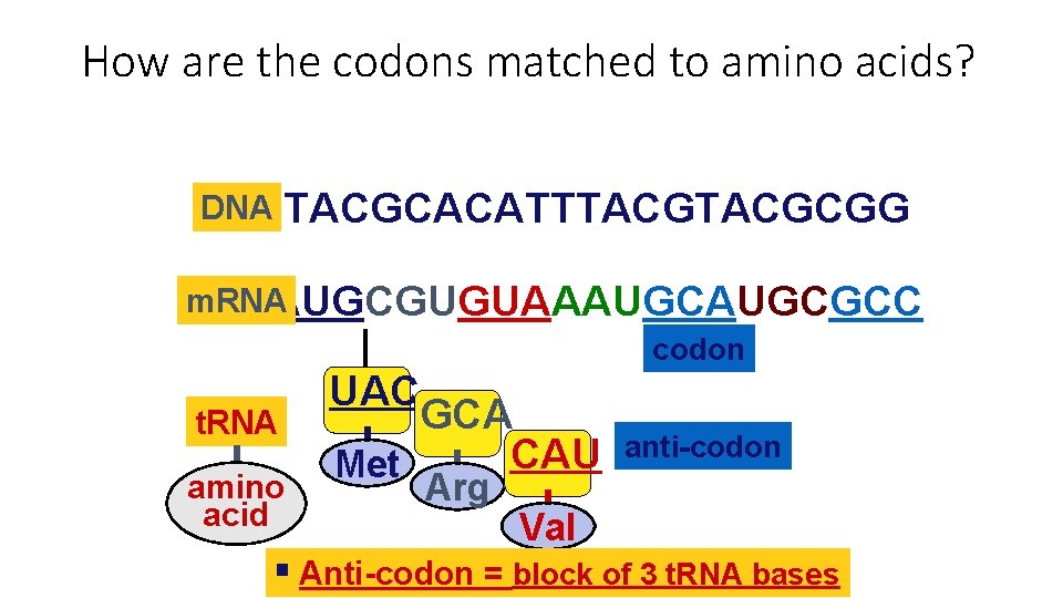 How are the codons matched to amino acids? TACGCACATTTACGCGG DNA m. RNA AUGCGUGUAAAUGCGCC codon