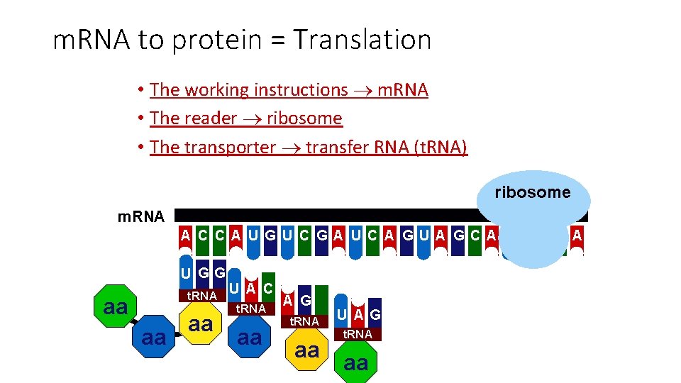 m. RNA to protein = Translation • The working instructions m. RNA • The